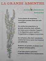 24 - Les plantes d'interieur en vogue au 19e - La grande absynthe.jpg